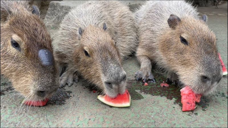 cuoc-thi-an-dua-hau-capybara cuoc-thi-an-dua-hau-capybara